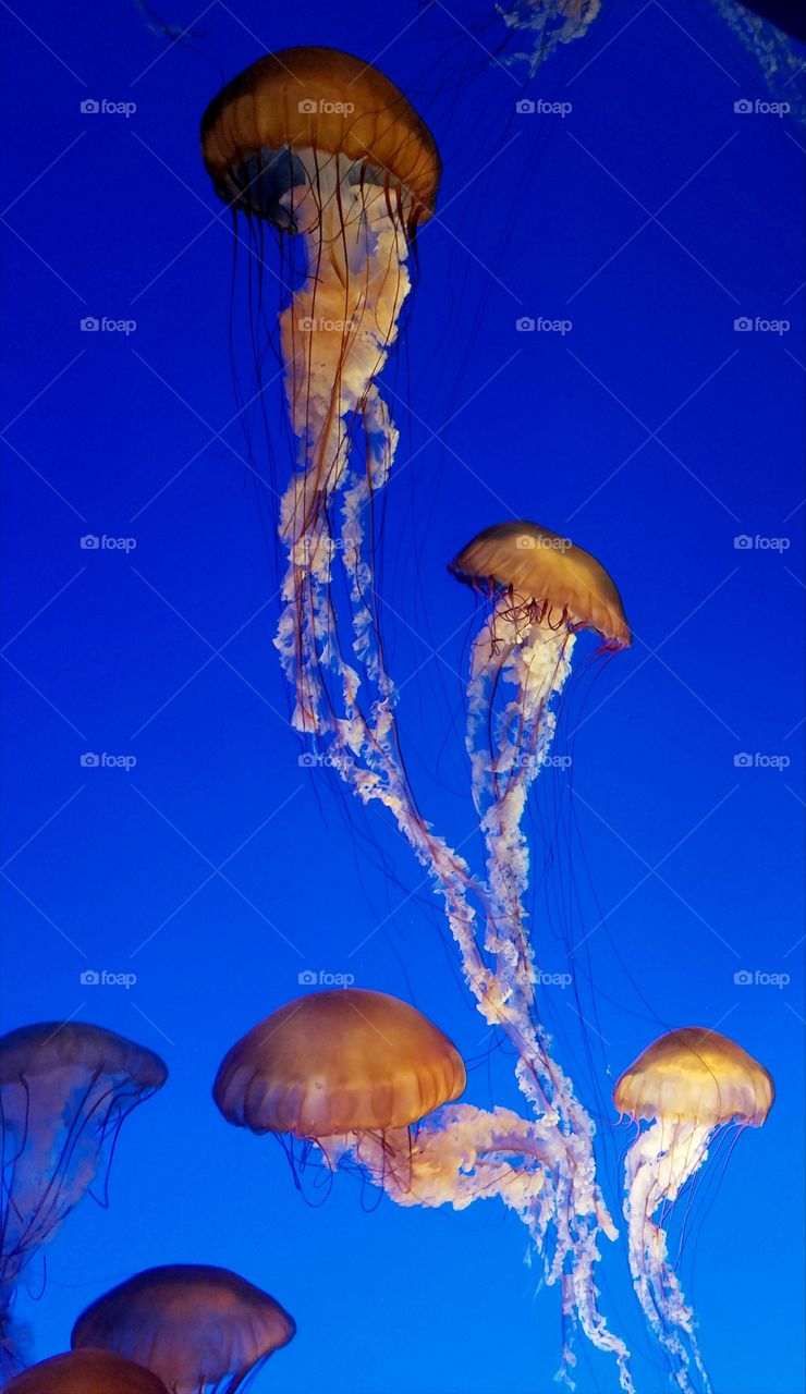 serene jellyfish