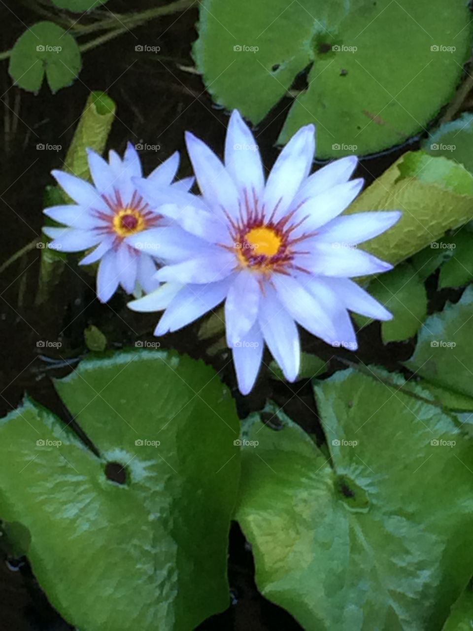 Serenity 1. Lily pads 