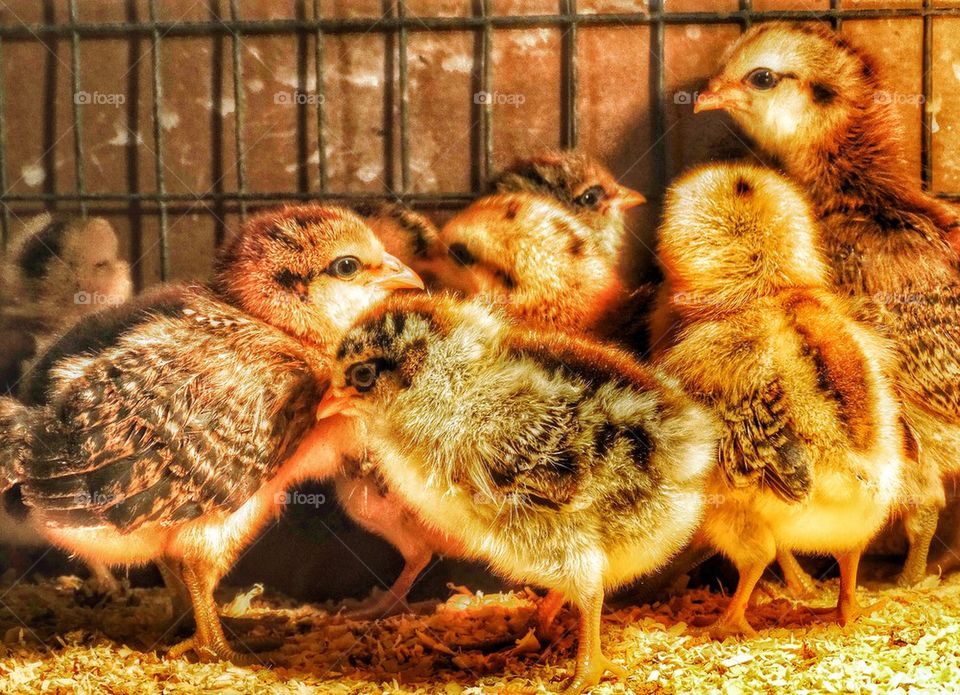 Adorable Turkey Chicks. Turkey Hatchlings