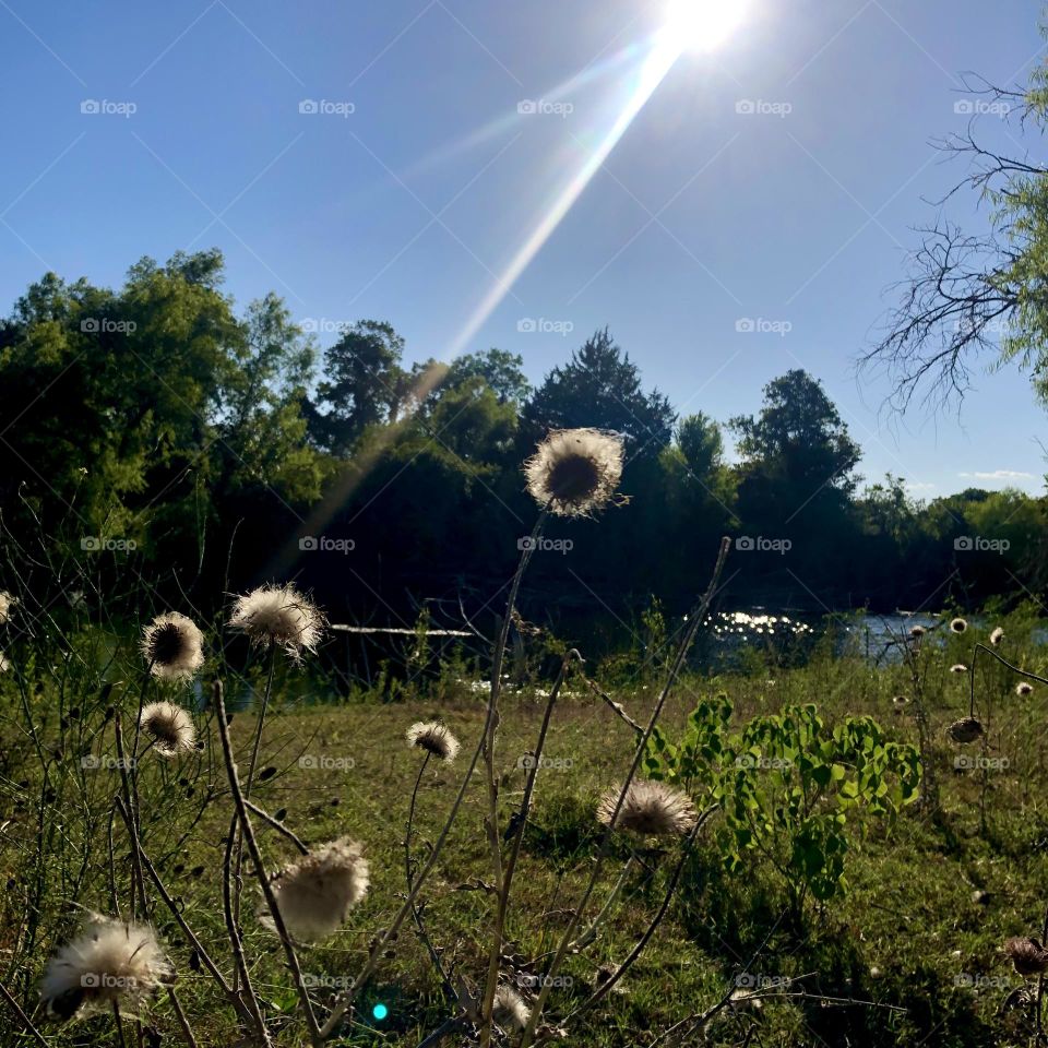 Fishing at the rock quarry in Texas. Took a walk and saw the sun beaming down on the pond and the thistle 🤍