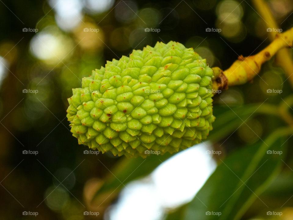litchi fruit still in the tree