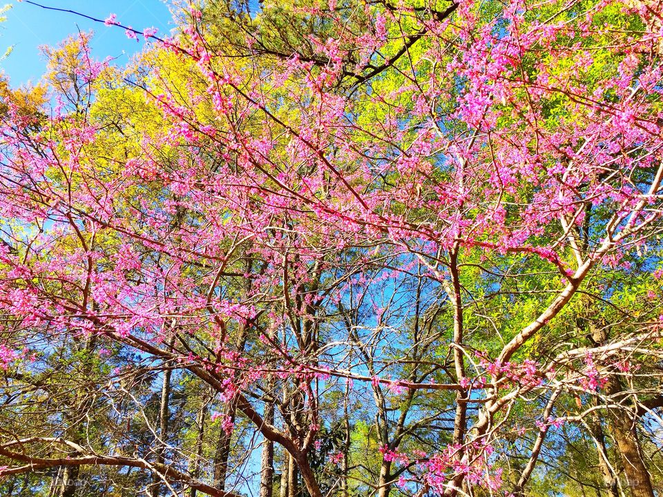 Pink blossom tree