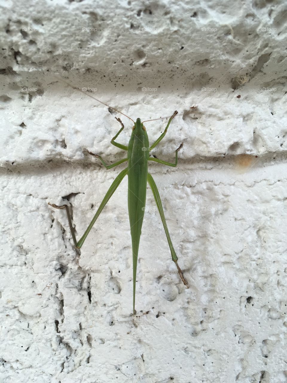 Green bug on a white wall 