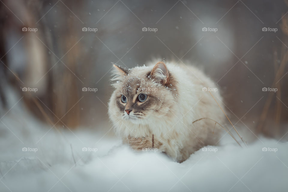 Siberian neva masquerade cat in winter park 