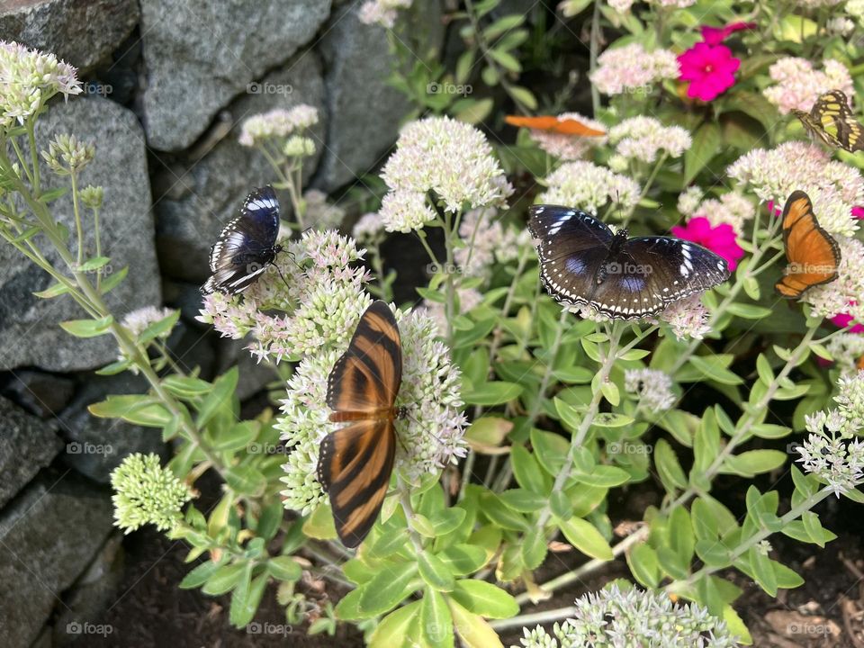 Butterflies N Flowers