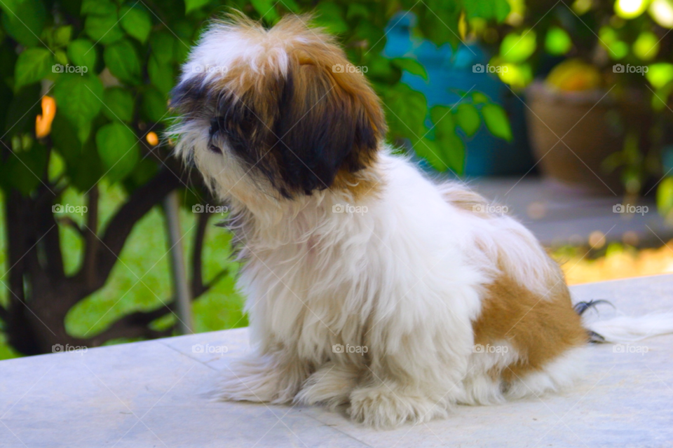 bangkok thailand dog animal bangkok by cmosphotos