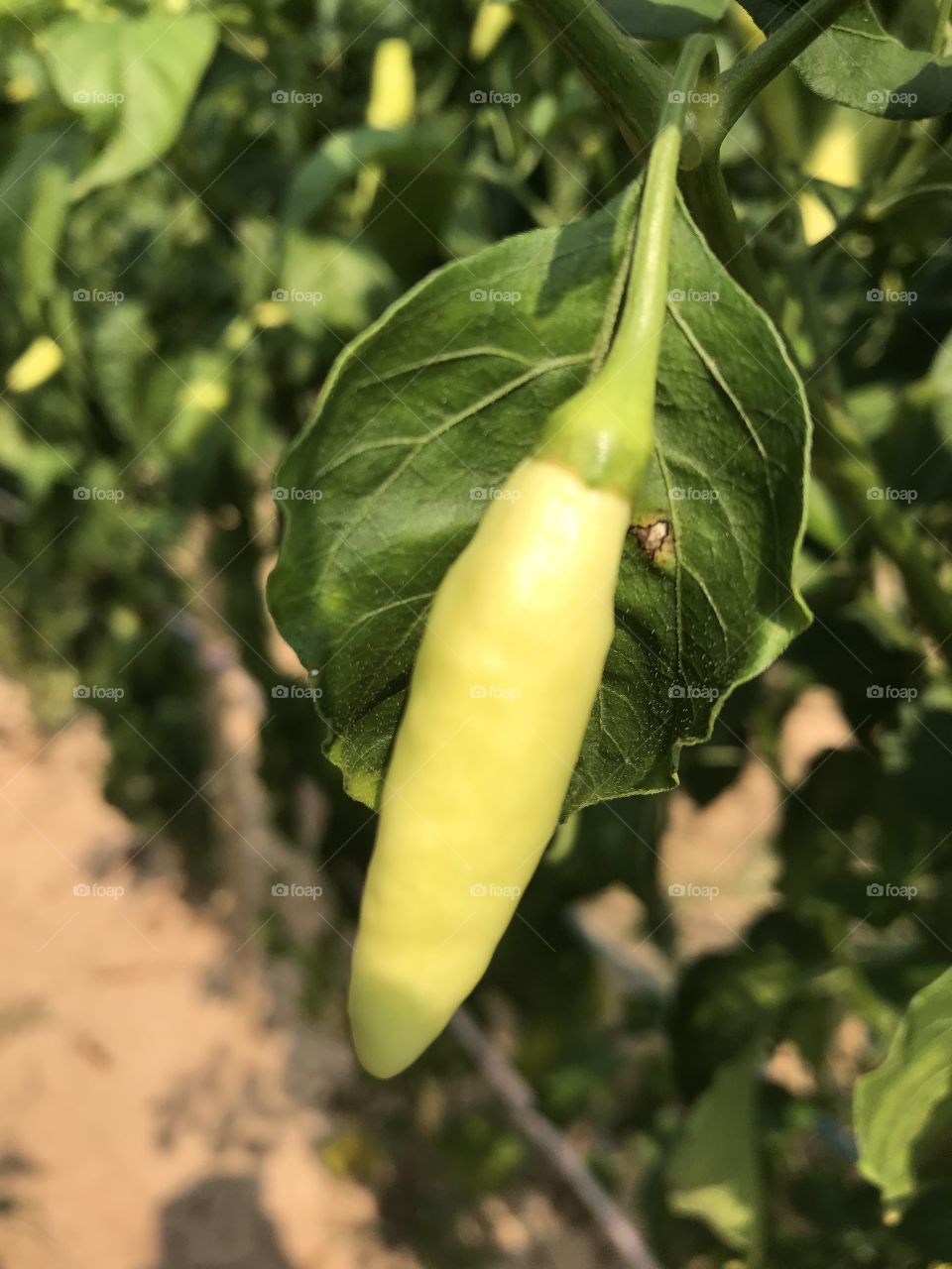 CAPSICUM FRUTESCENS LINN. 