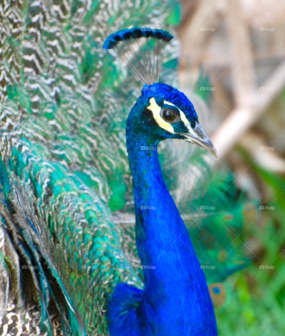 peacock male