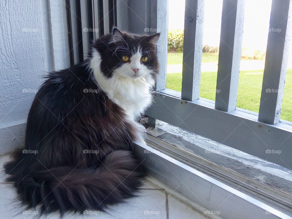 Pets bring so much joy to our lives, especially this black and white beautiful cat who seems to be posing for the camera.
