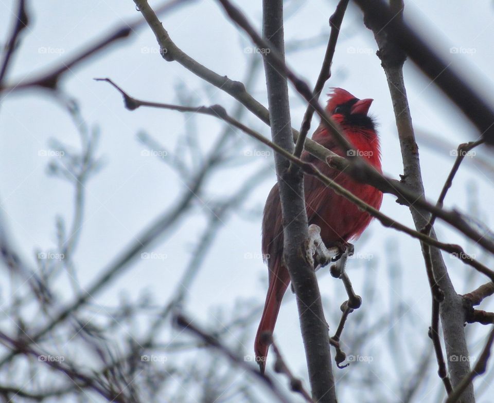 Cardinal