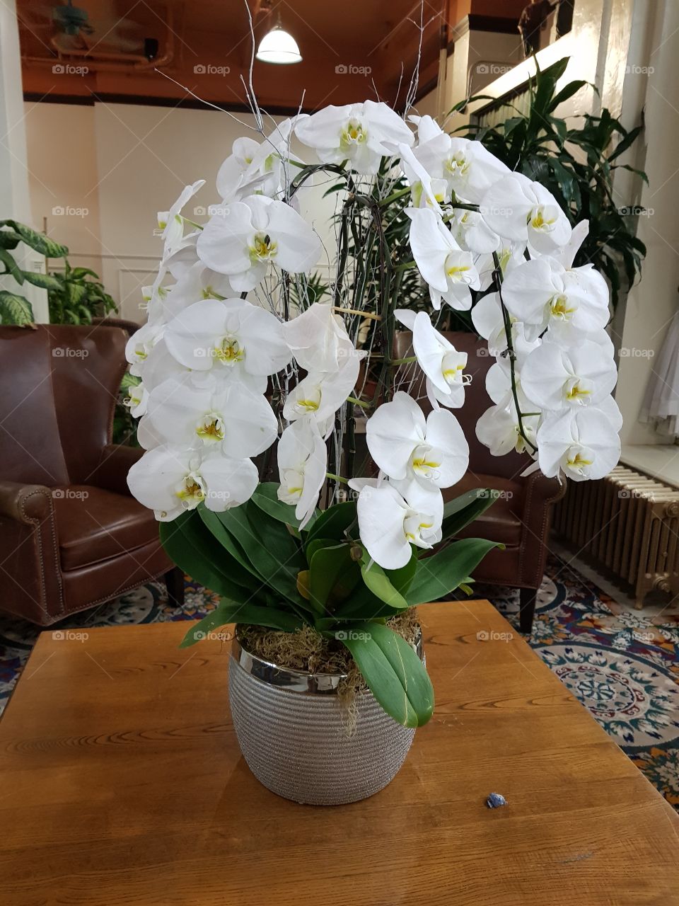 amazing orchid