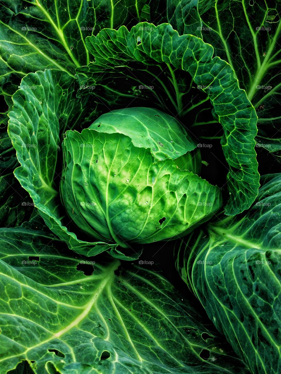 Garden cabbage 