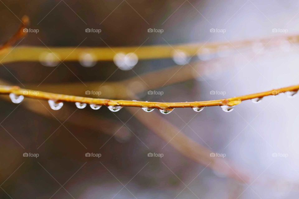 Raindrops on tree
