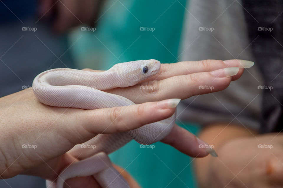 Albino snake