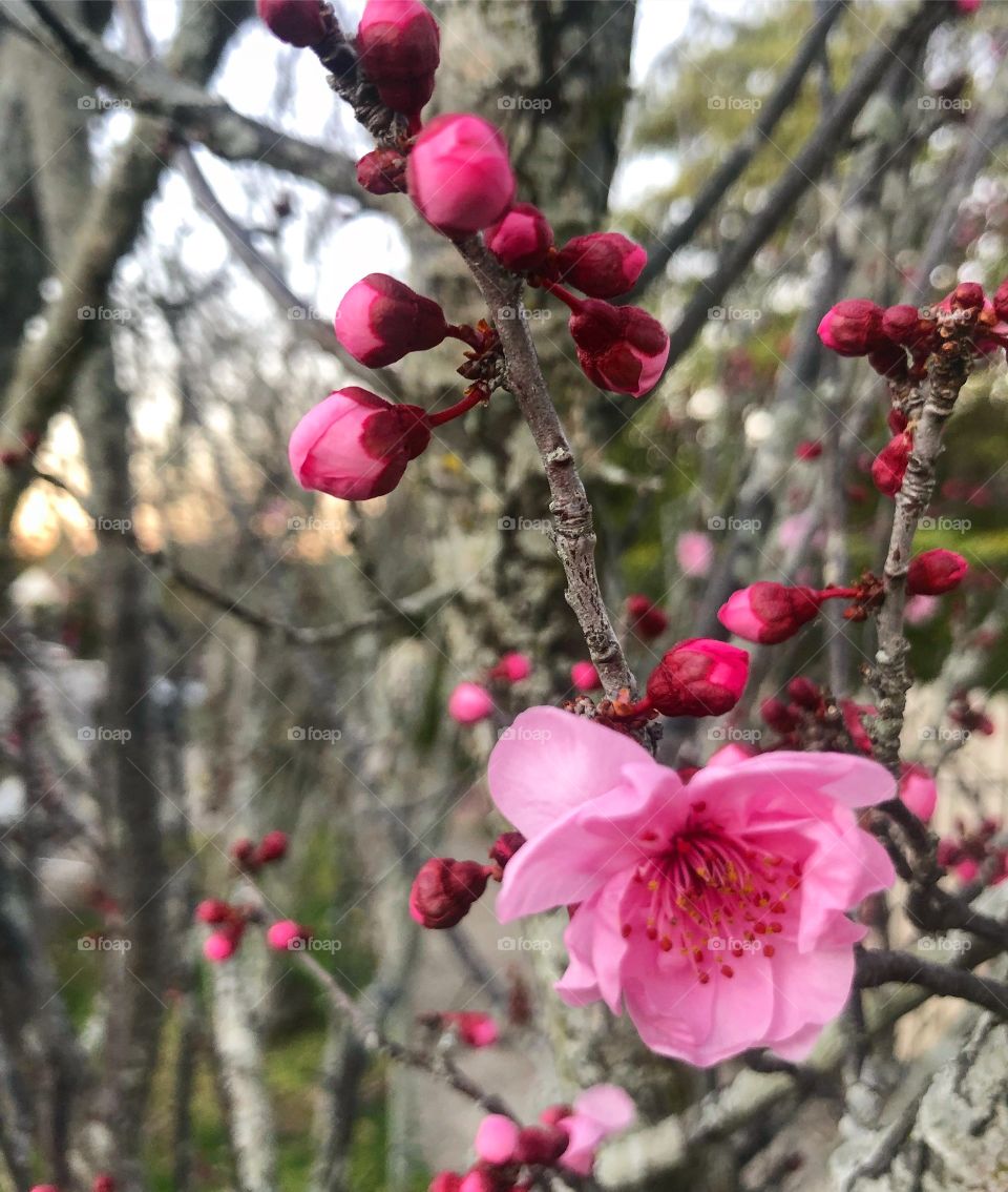 Spring blossoms on a grey branch 
