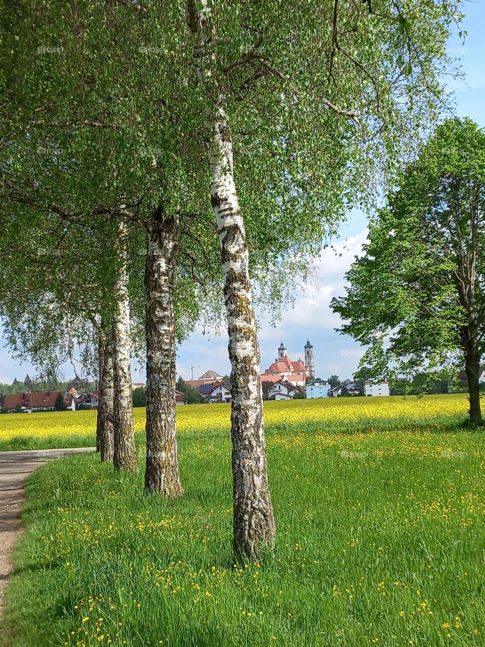 Bavarian Meadow in Spring