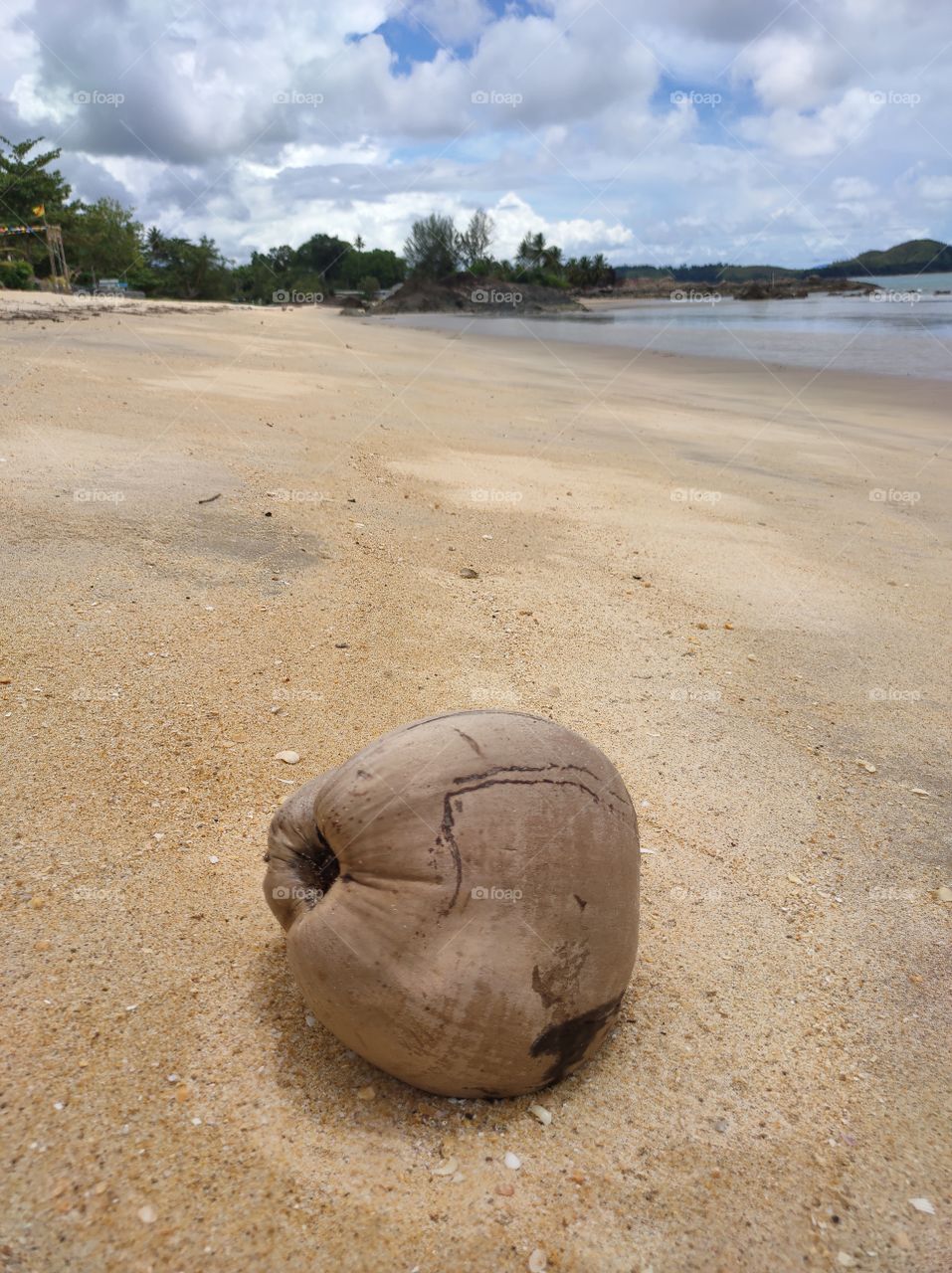 coconuts on the beach