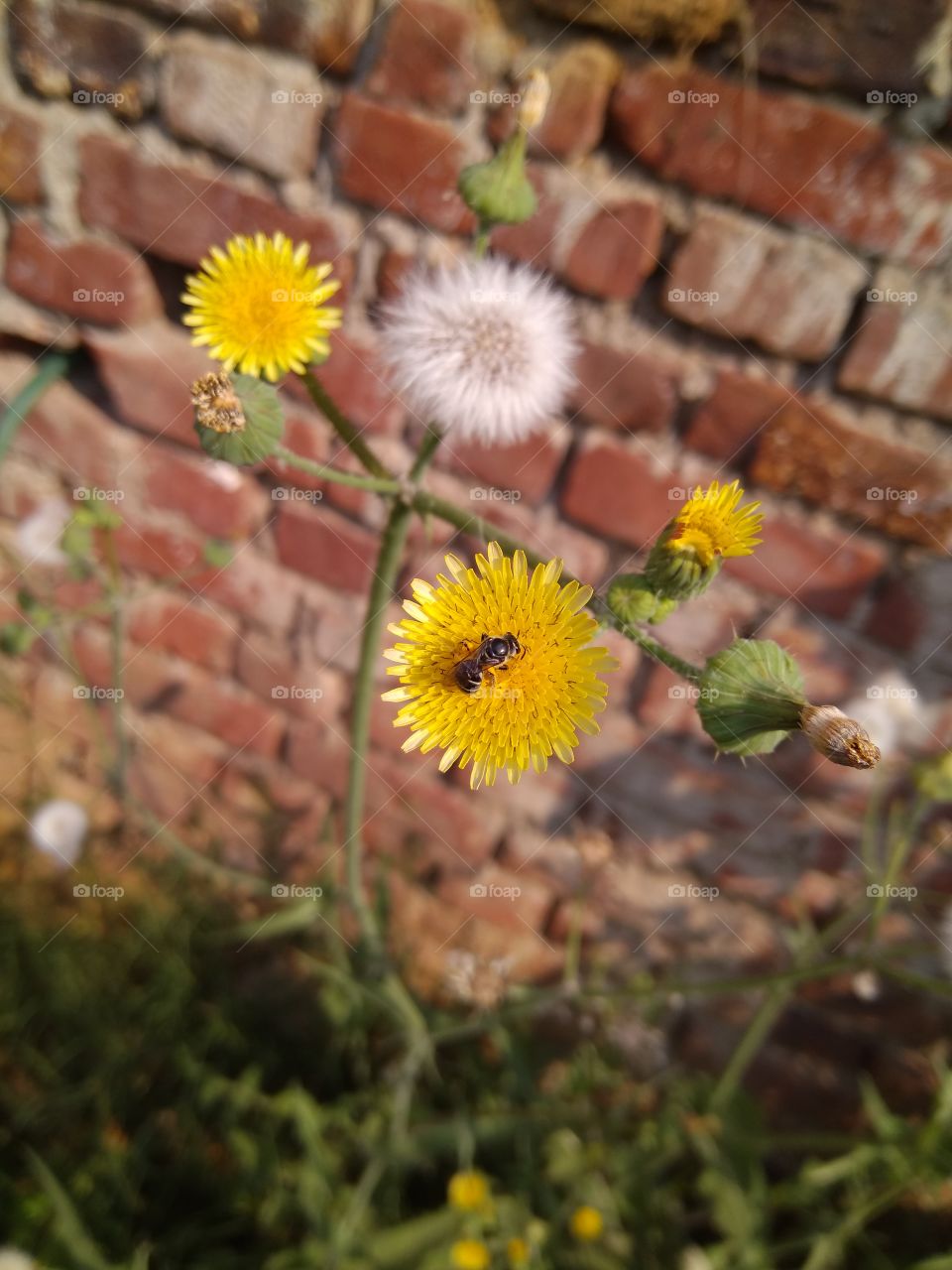 little Bee on yellow flower