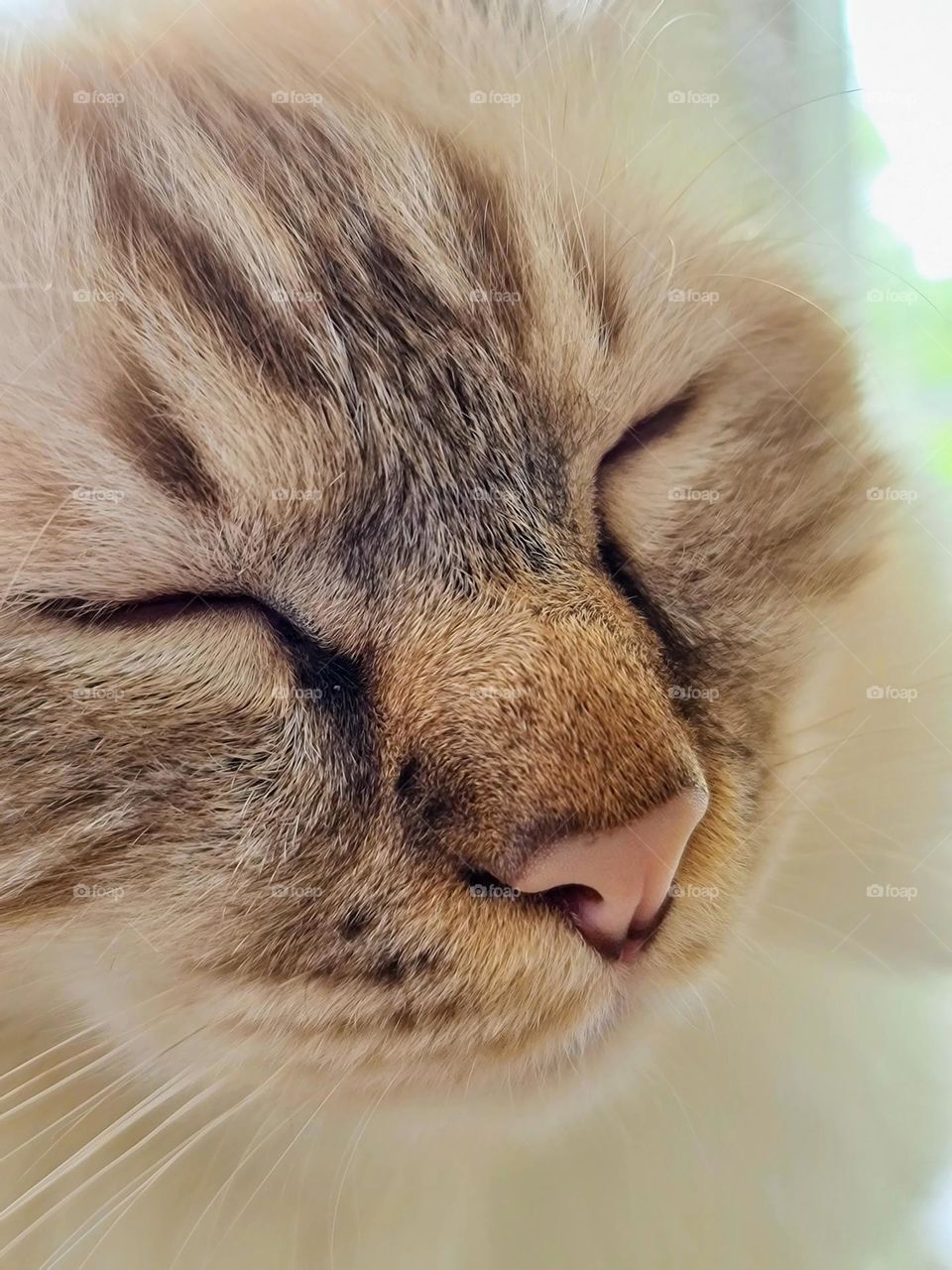 Close up of the young Sacred Birman cat with eyes closed 