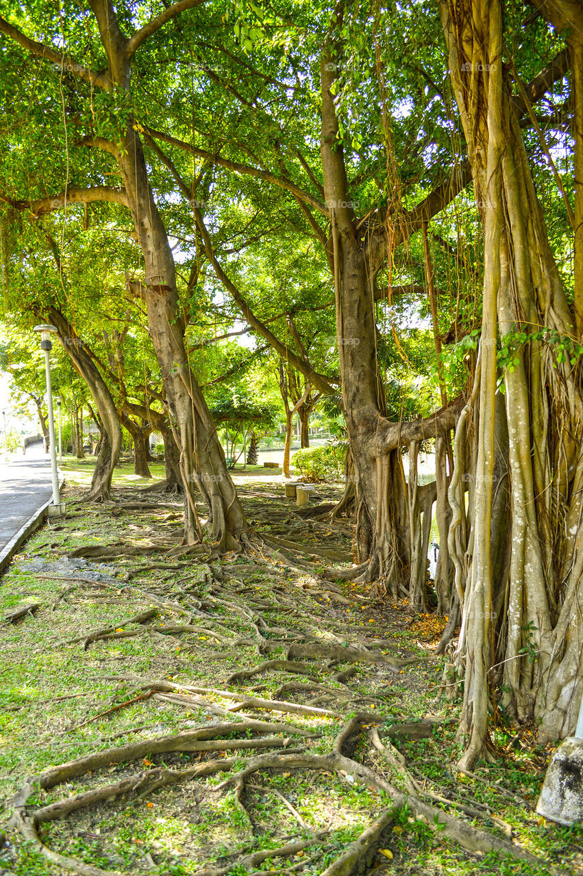 banyan tree