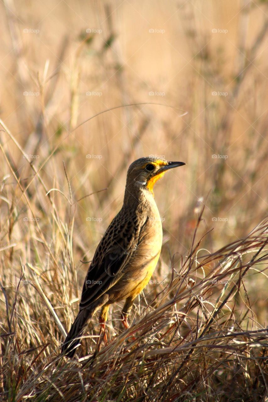 A orange throated longclaw in golden light on a sunny afternoon.