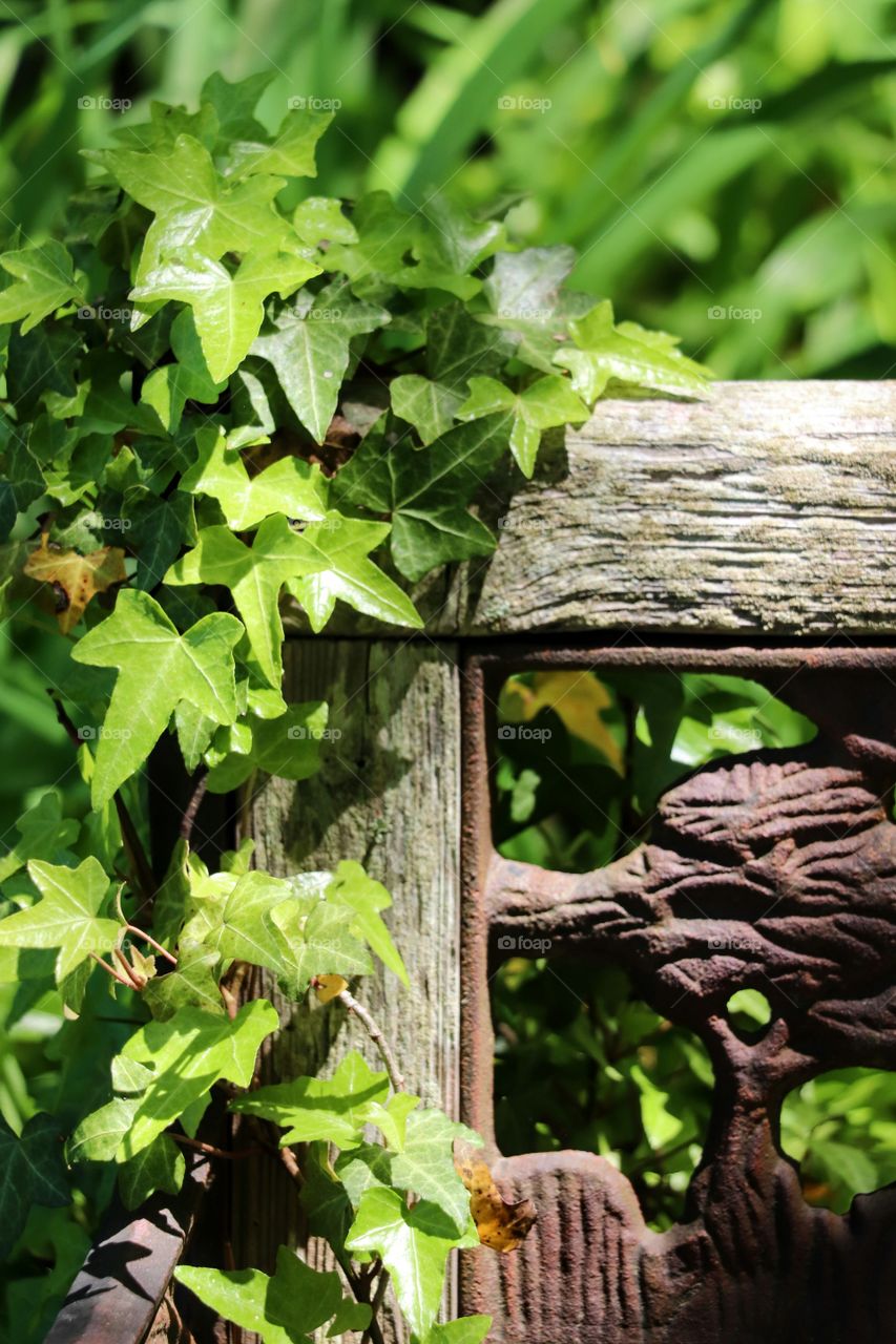 Ivy covered bench