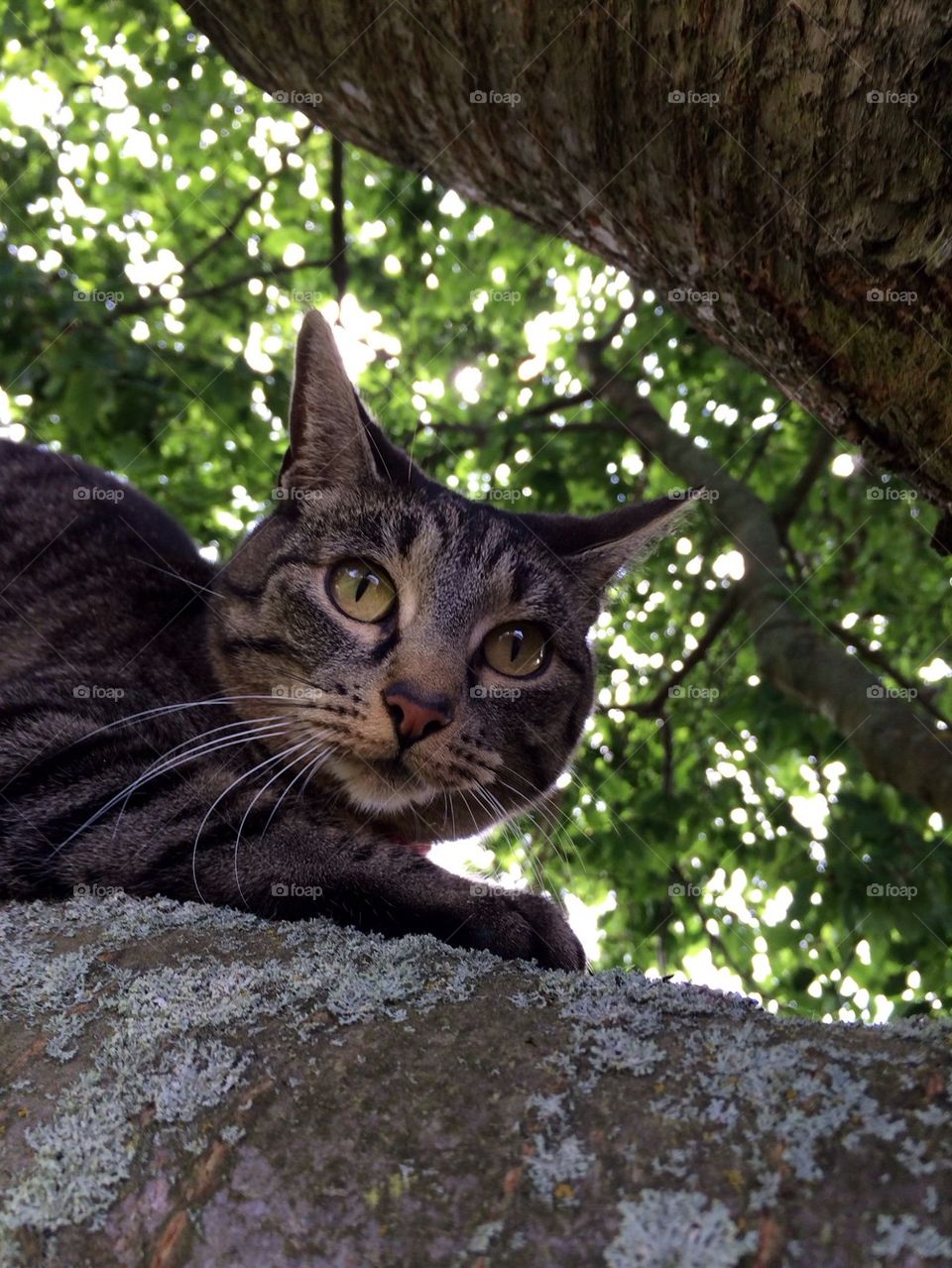 Cat in tree