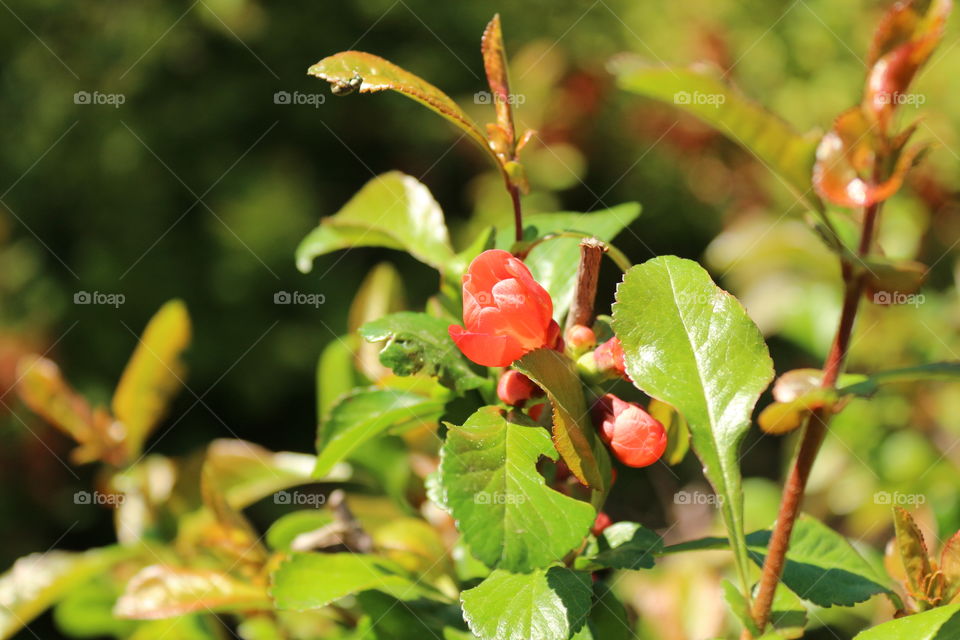 flowers