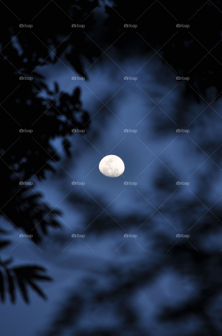 The moon appears through the trees in the dark light blue sky