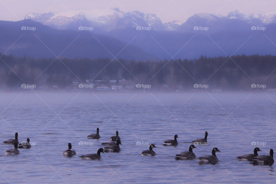 Canada geese float in the misty calm waters of the estuary with the island mountains & the glacier Queneesh, (the White Whale), rising majestically in the background. 