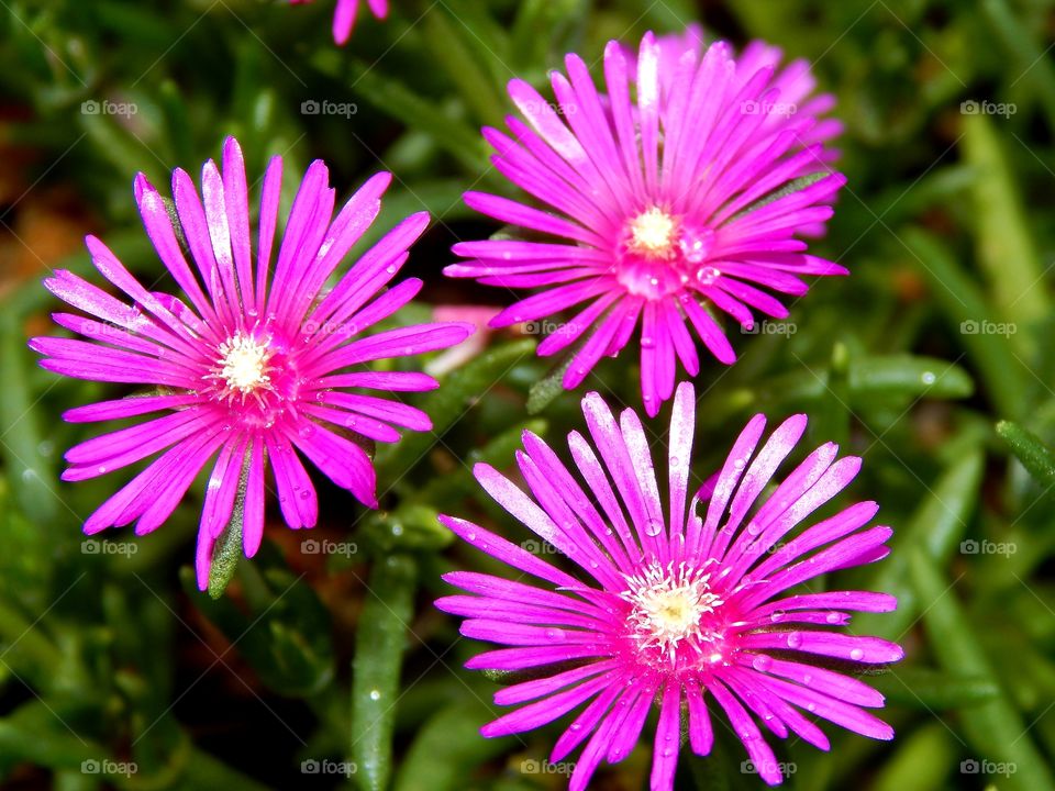 close up of Beautiful purple flowers surrounded by green foliage