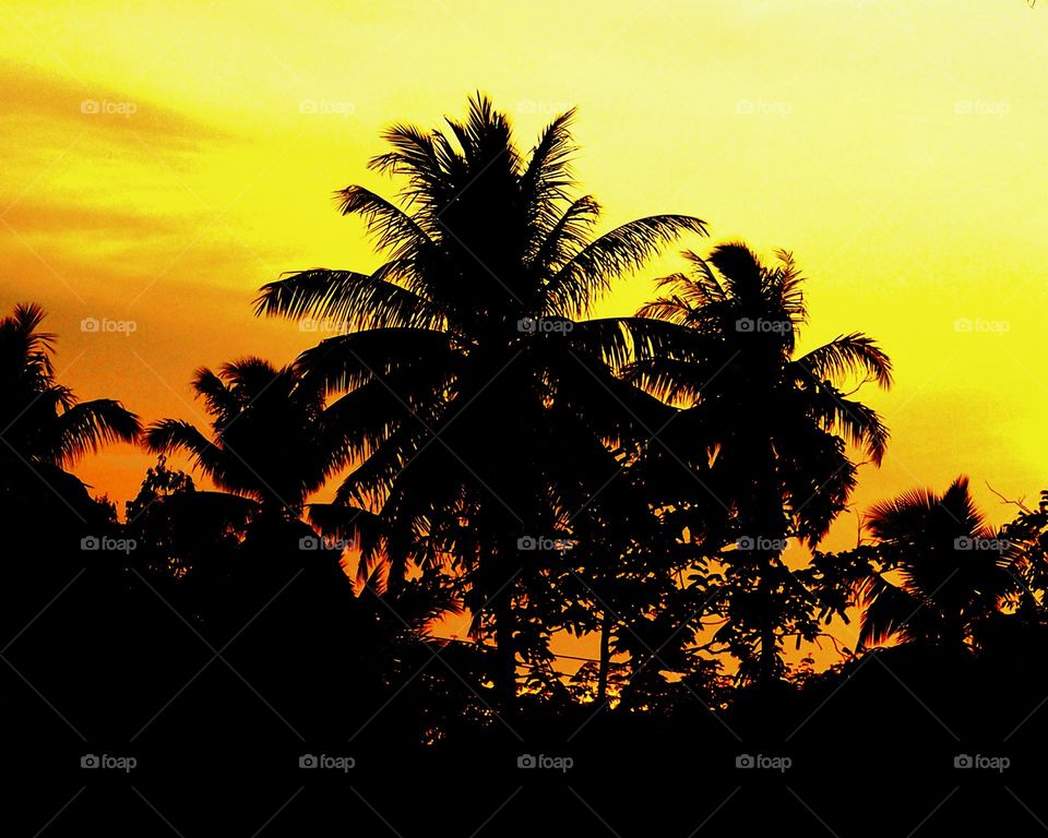 Silhouette of palm trees on beach at sunset