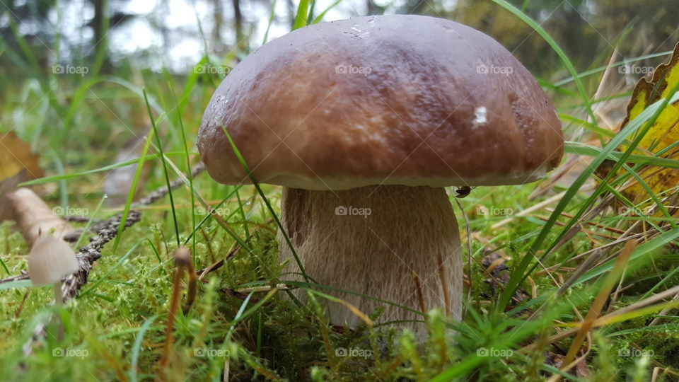 Mushroom - cep - Karl-Johan svamp