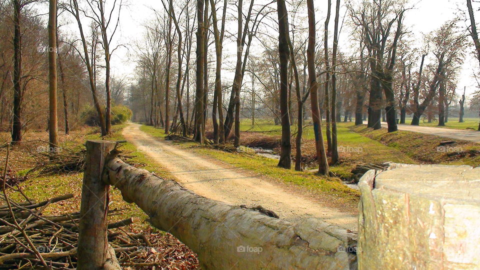 in the forest