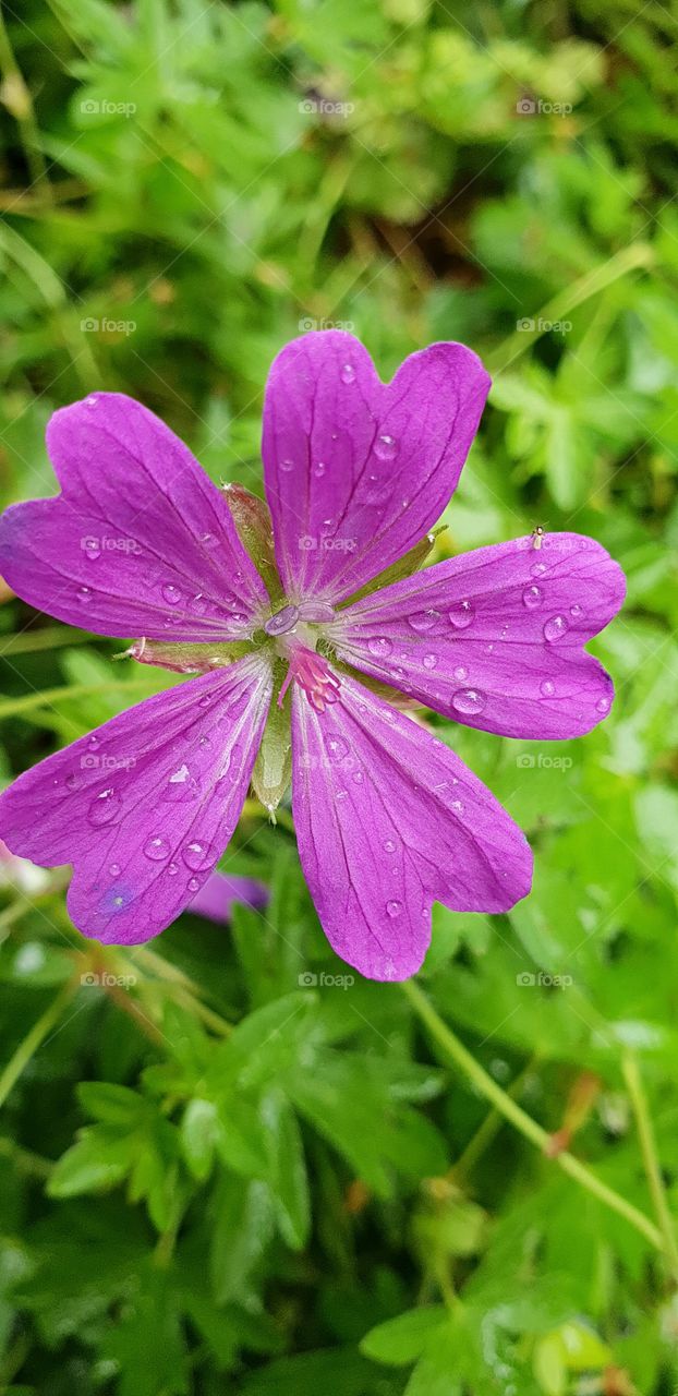 purple flower