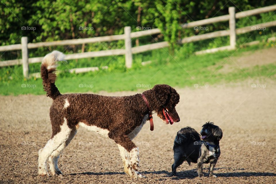 dogs playing