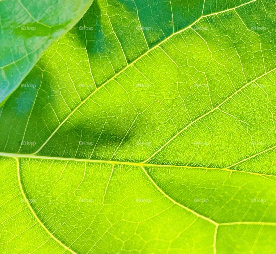 Green leaf