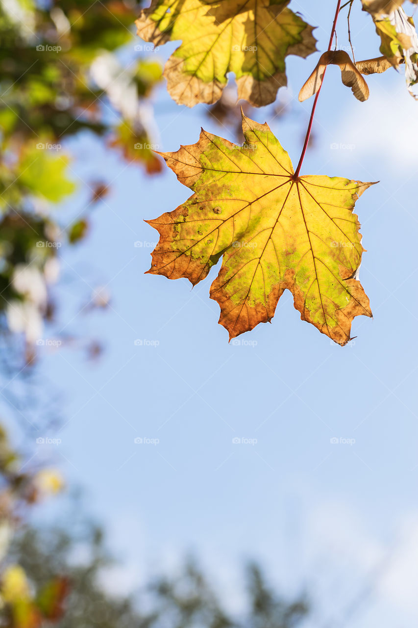 Yellow leaf close-up in autumn season