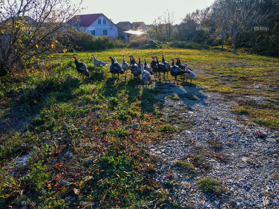 A flock of turkeys roams through a clearing in the forest belt.