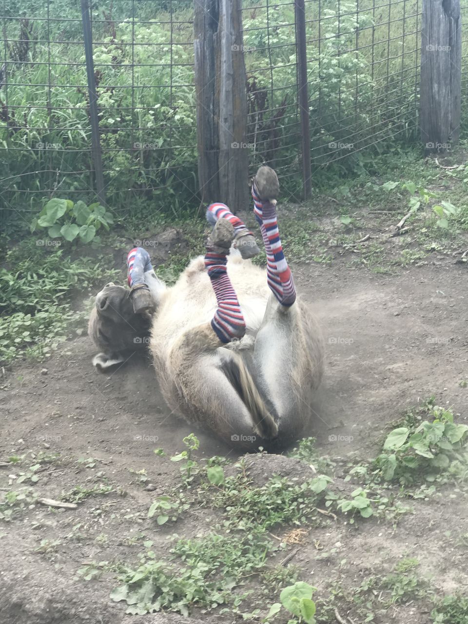 Happy rolling donkey