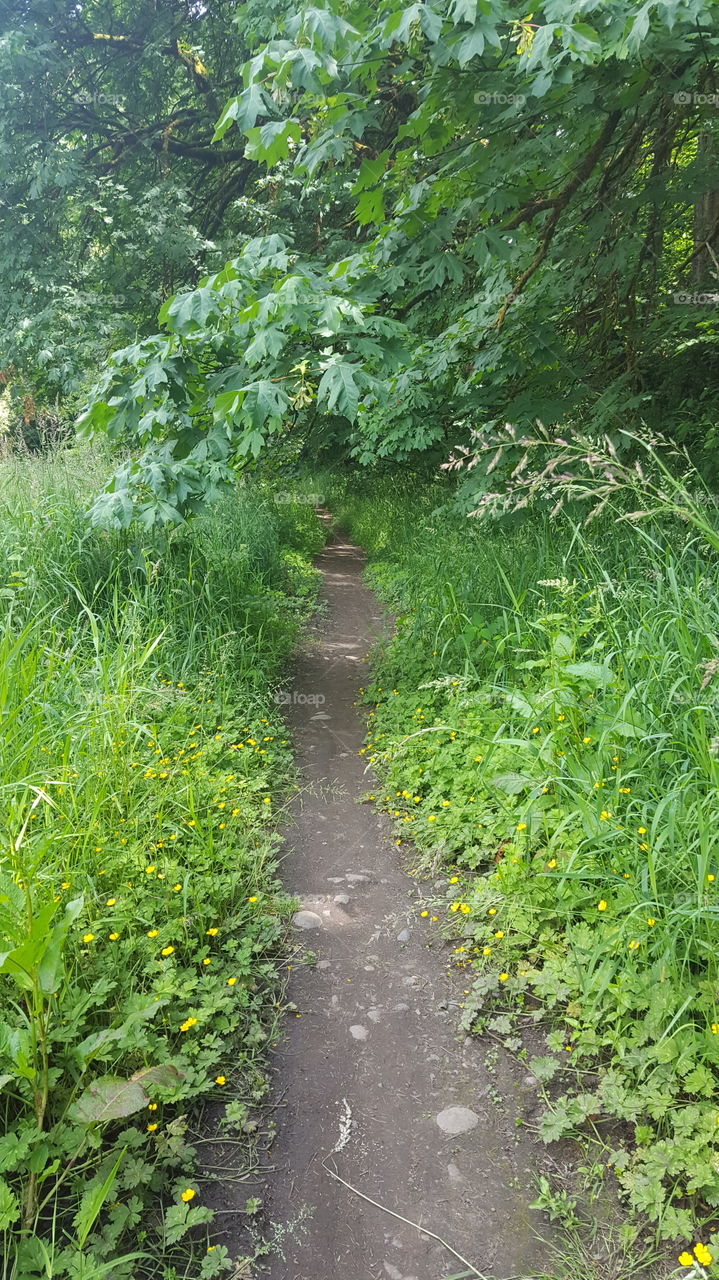 Faux path in the forest