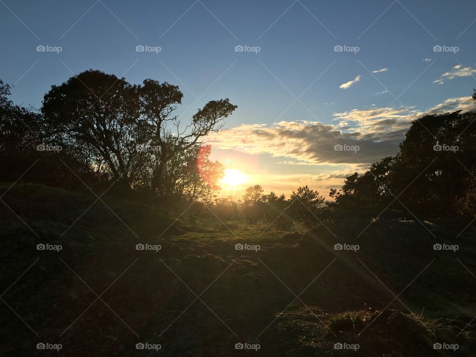 Sun rays on the grass