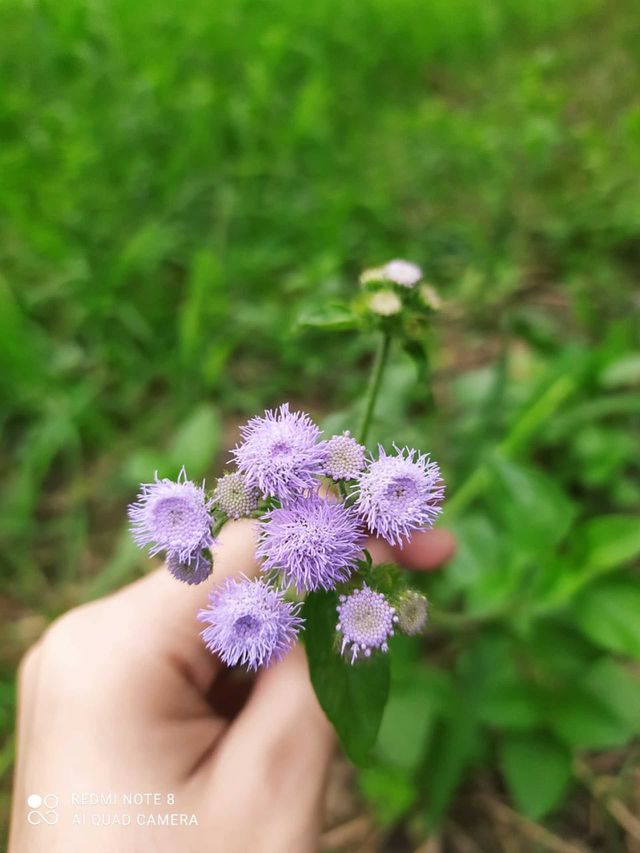 Little Beauty