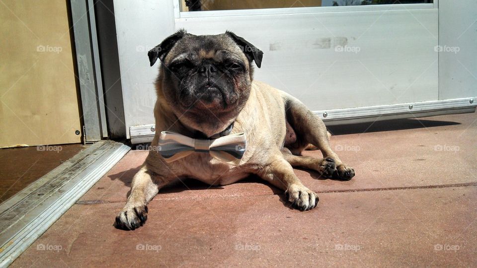 pug in a bowtie