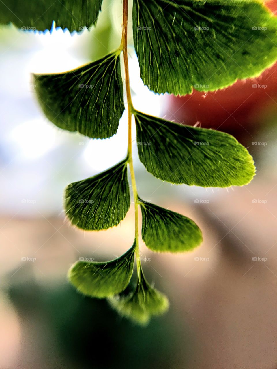 Maidenhair Fern