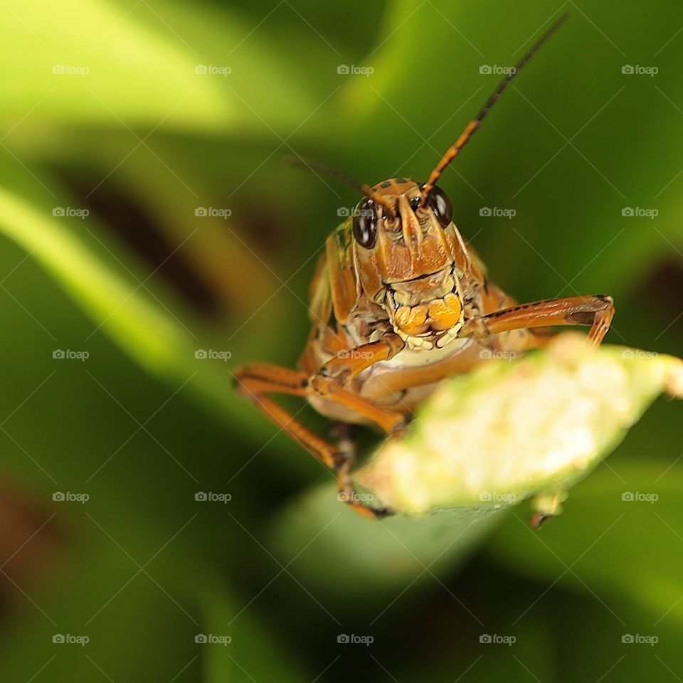Bad Locust. This "grasshopper on steroids" was discovered eating my lilies! So ugly -but such crazy detail! 