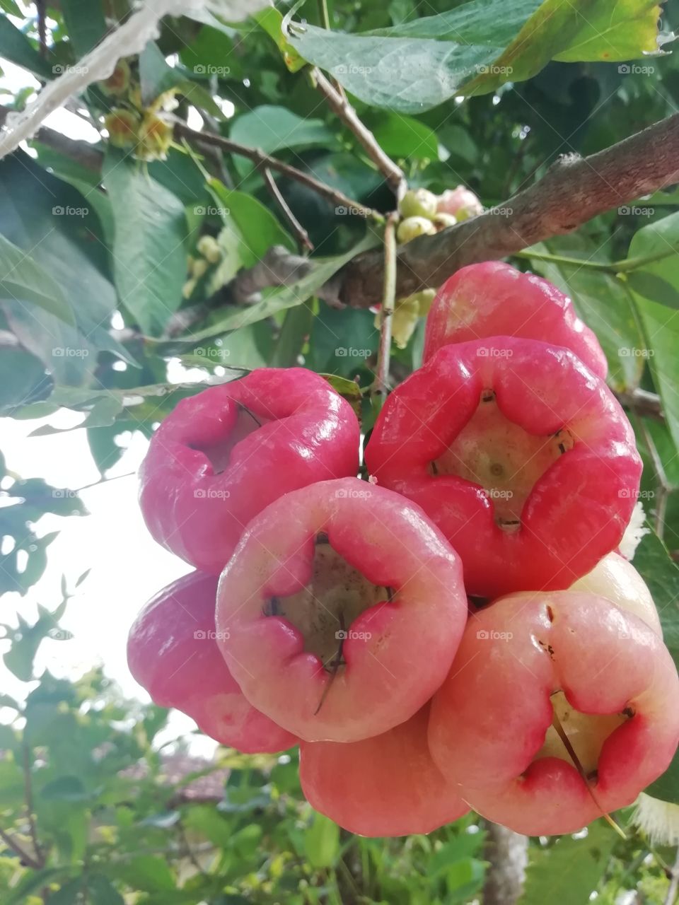 Jambu fruit
