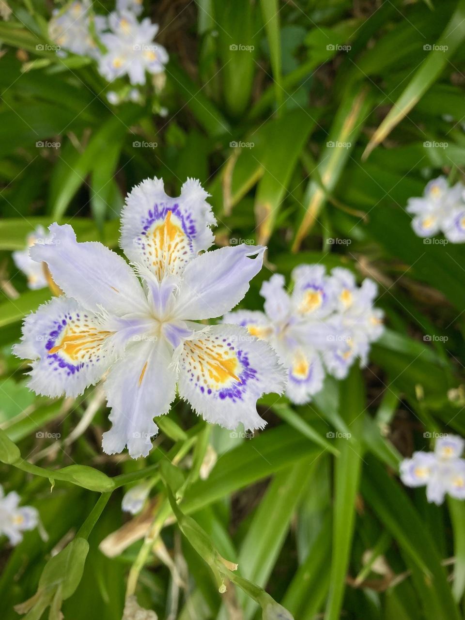 Fringed iris