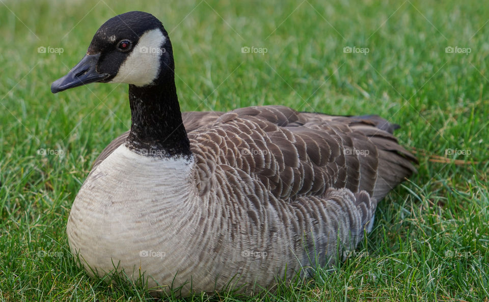 goose