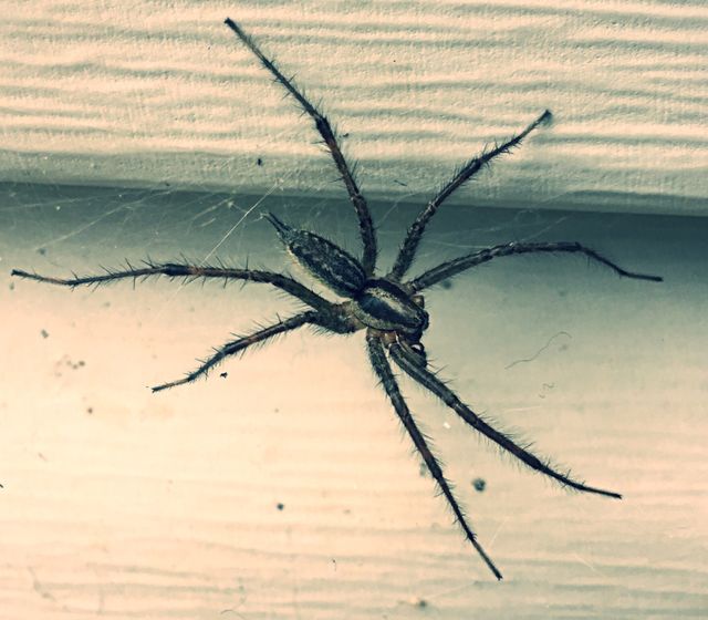 Spider